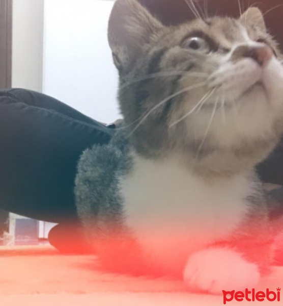 Tekir Kedi, Kedi  Kahraman fotoğrafı