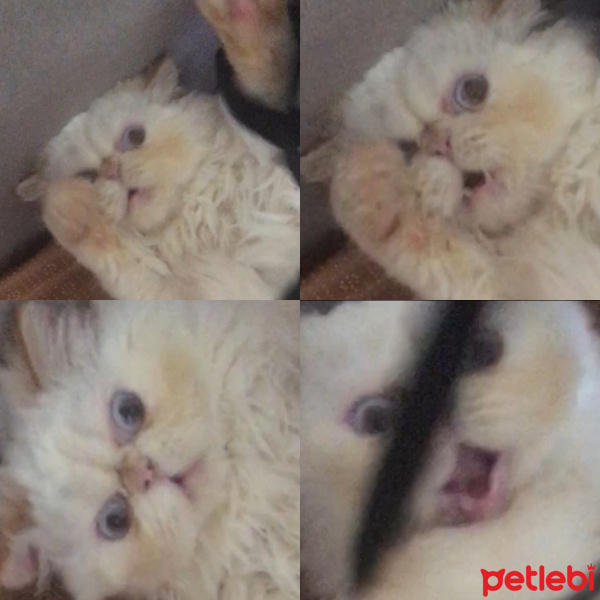İran Kedisi (Persian), Kedi  Hamur fotoğrafı