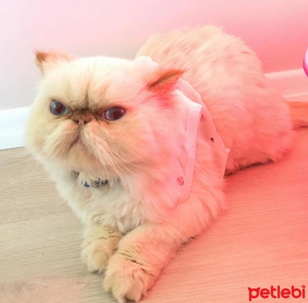İran Kedisi (Persian), Kedi  Hamur fotoğrafı