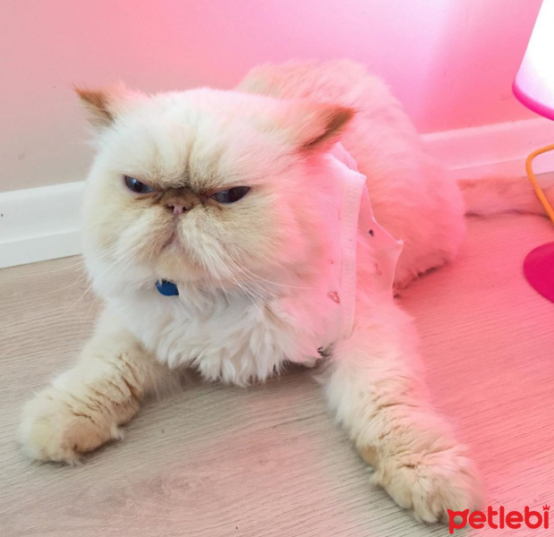 İran Kedisi (Persian), Kedi  Hamur fotoğrafı
