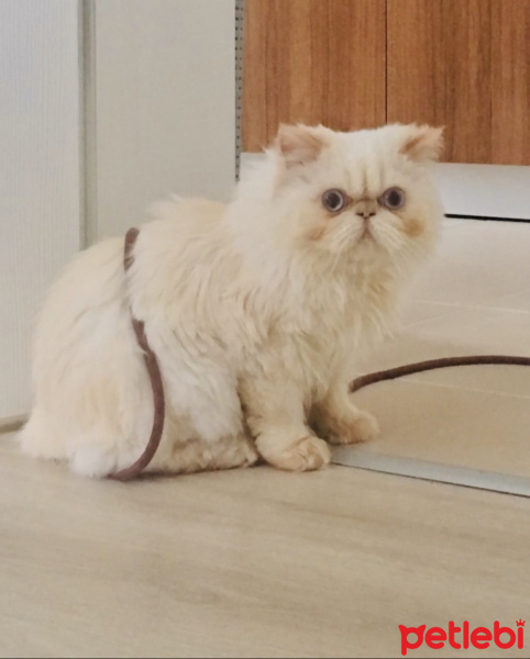 İran Kedisi (Persian), Kedi  Hamur fotoğrafı