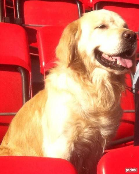 Golden Retriever, Köpek  Oscar fotoğrafı
