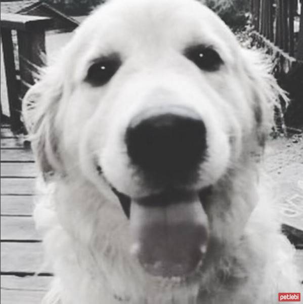 Golden Retriever, Köpek  Oscar fotoğrafı