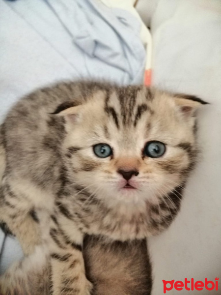 Scottish Fold, Kedi  Peter fotoğrafı