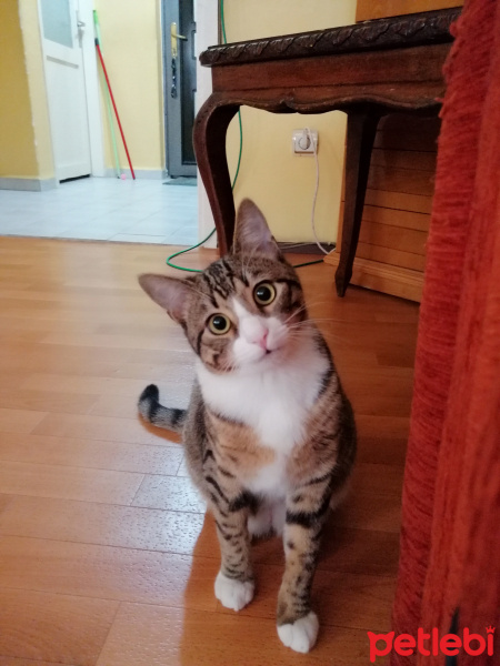 Tekir Kedi, Kedi  Çiko fotoğrafı