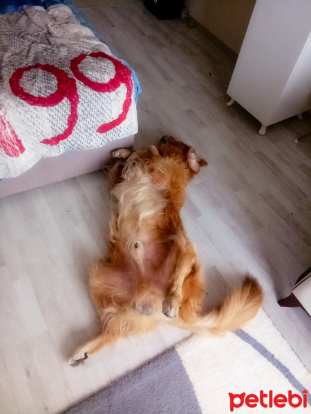 Golden Retriever, Köpek  Bobo fotoğrafı