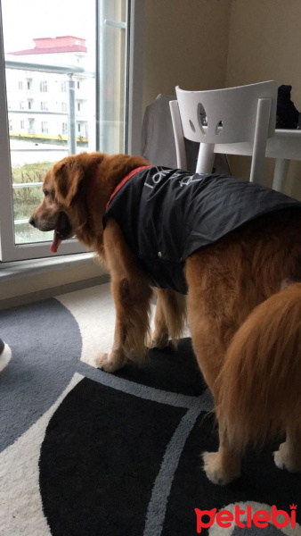 Golden Retriever, Köpek  Bobo fotoğrafı