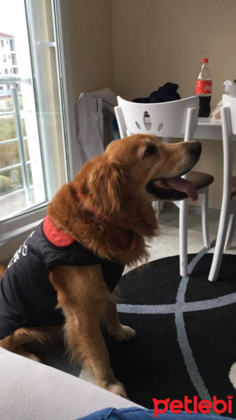 Golden Retriever, Köpek  Bobo fotoğrafı