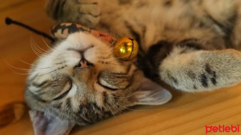 Tekir Kedi, Kedi  Zilli fotoğrafı