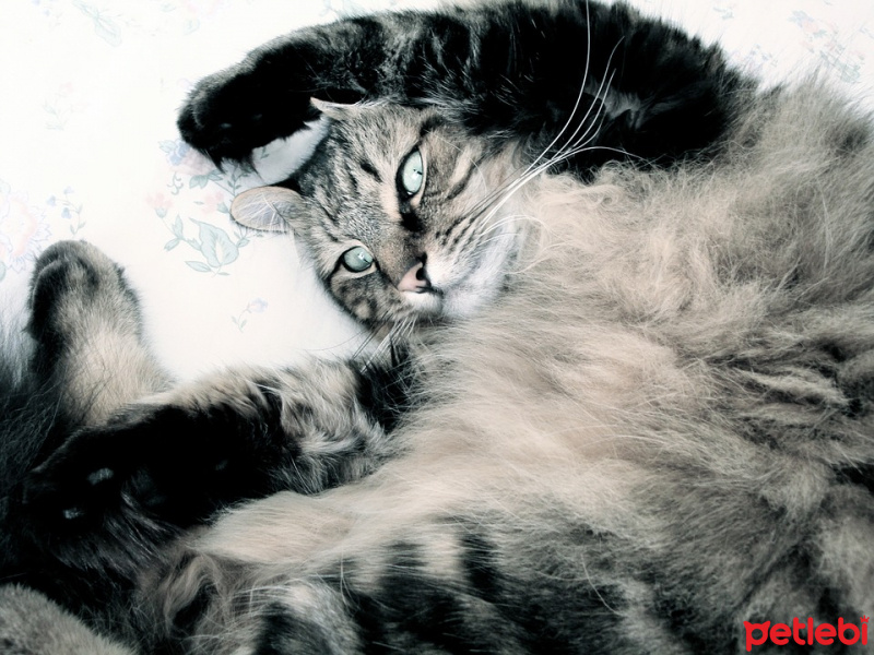 Tekir Kedi, Kedi  Selami fotoğrafı