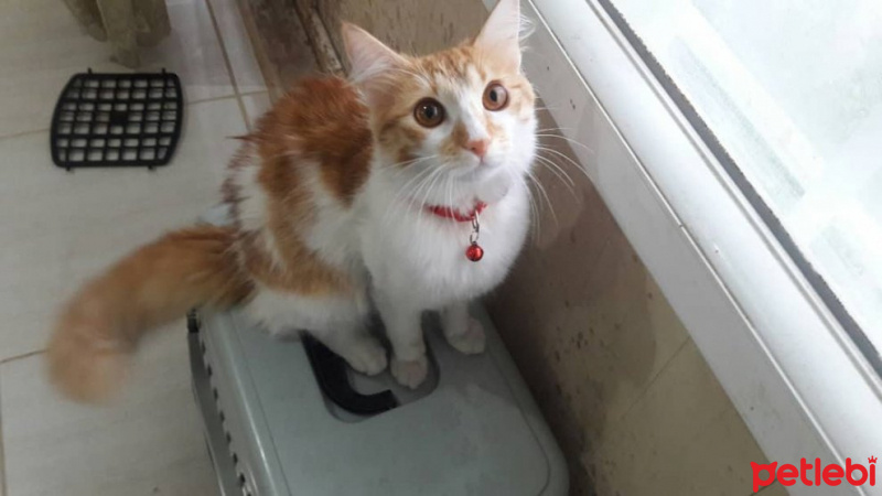 Tekir Kedi, Kedi  Viliş fotoğrafı