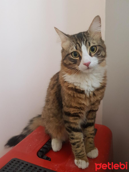 Tekir Kedi, Kedi  Haydar fotoğrafı