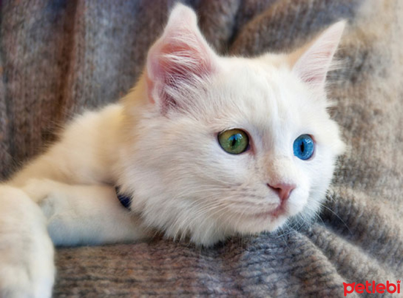 Van Kedisi, Kedi  Pamuk fotoğrafı