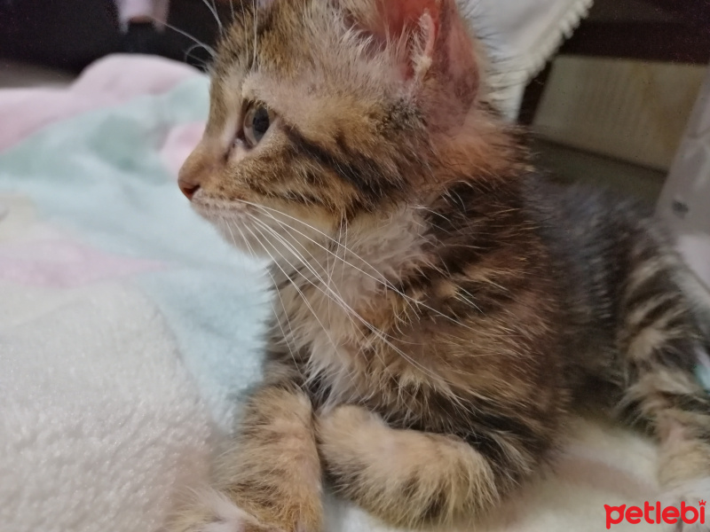 Tekir Kedi, Kedi  Lokum fotoğrafı