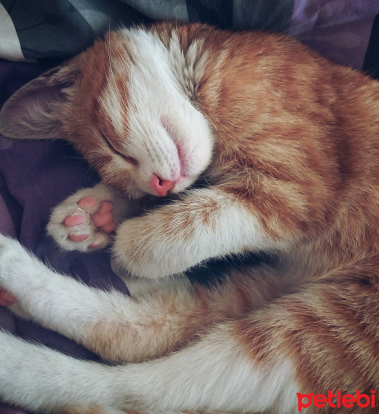 Tekir Kedi, Kedi  Güneş fotoğrafı