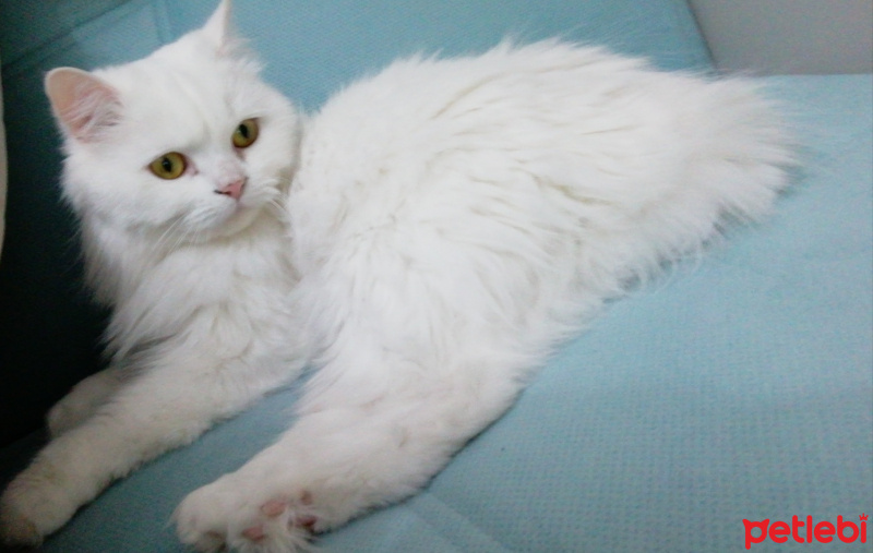 Chinchilla, Kedi  Fındık fotoğrafı