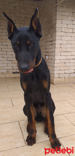 Doberman Pinscher, Köpek  Rocky fotoğrafı