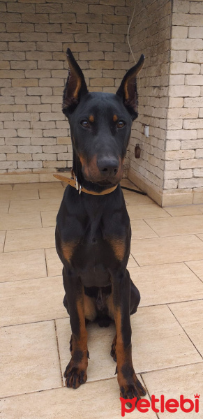 Doberman Pinscher, Köpek  Rocky fotoğrafı