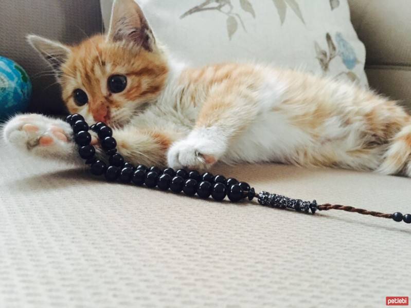 Tekir Kedi, Kedi  Sherlock fotoğrafı