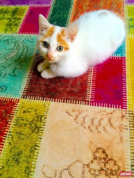 Tekir Kedi, Kedi  rifki fotoğrafı