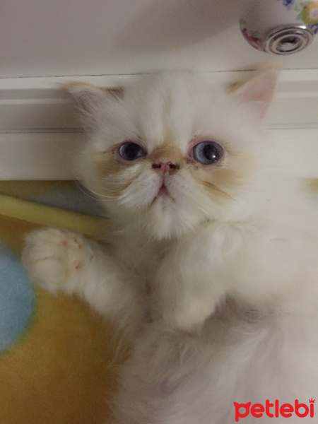 İran Kedisi (Persian), Kedi  Roka fotoğrafı