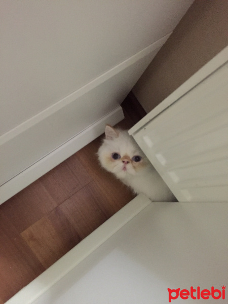 İran Kedisi (Persian), Kedi  Roka fotoğrafı