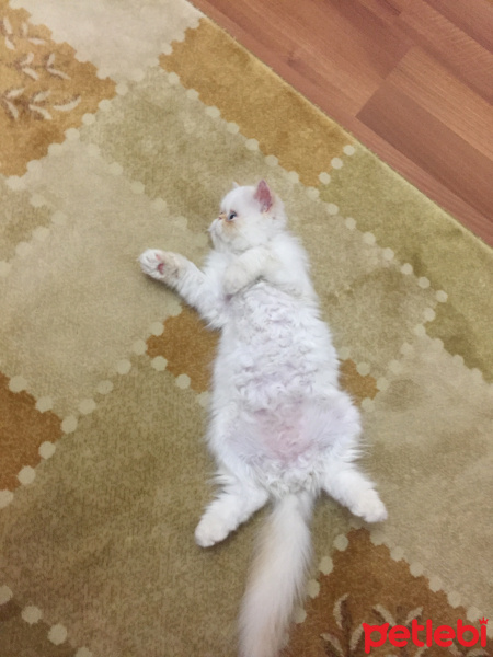 İran Kedisi (Persian), Kedi  Roka fotoğrafı