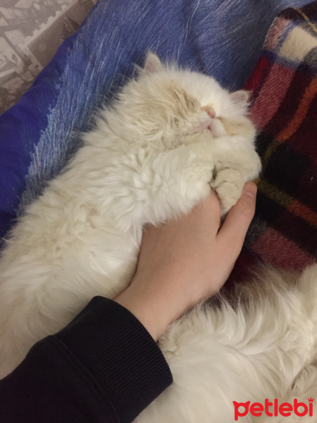 İran Kedisi (Persian), Kedi  Roka fotoğrafı