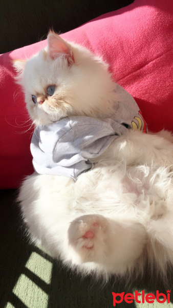 İran Kedisi (Persian), Kedi  Roka fotoğrafı