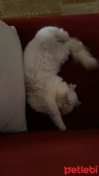 İran Kedisi (Persian), Kedi  Roka fotoğrafı
