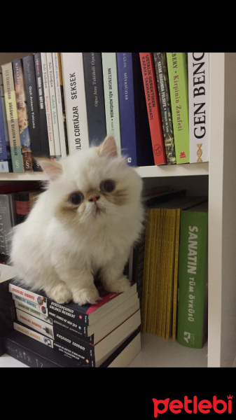 İran Kedisi (Persian), Kedi  Roka fotoğrafı