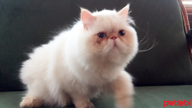 İran Kedisi (Persian), Kedi  Roka fotoğrafı