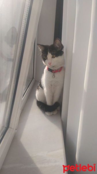 Tekir Kedi, Kedi  Maya fotoğrafı