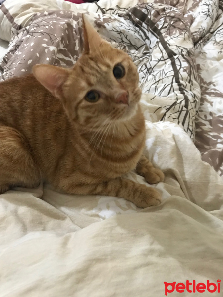 Sarman, Kedi  Bugi fotoğrafı