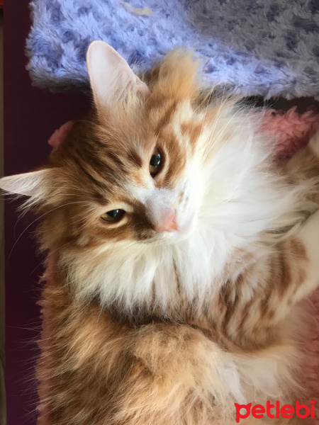 Sarman, Kedi  Kumpir fotoğrafı