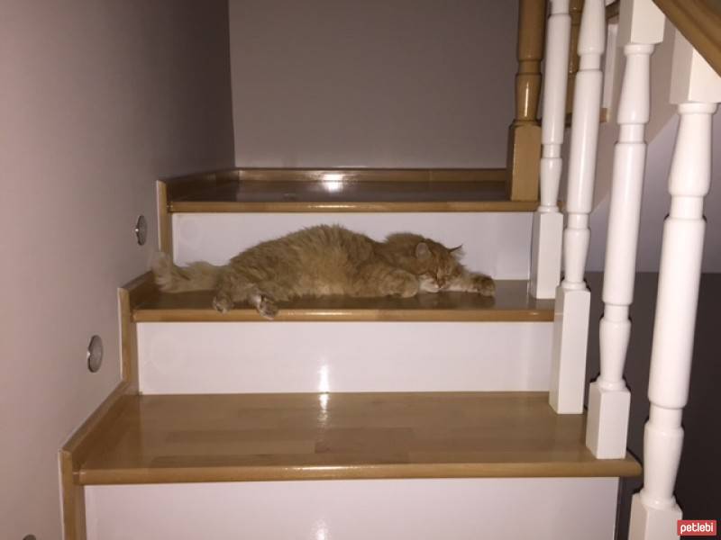 Chinchilla, Kedi  tarçın fotoğrafı