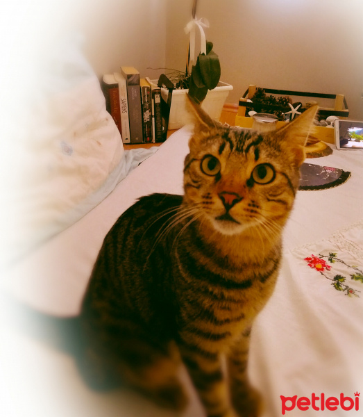 Tekir Kedi, Kedi  Tekila fotoğrafı