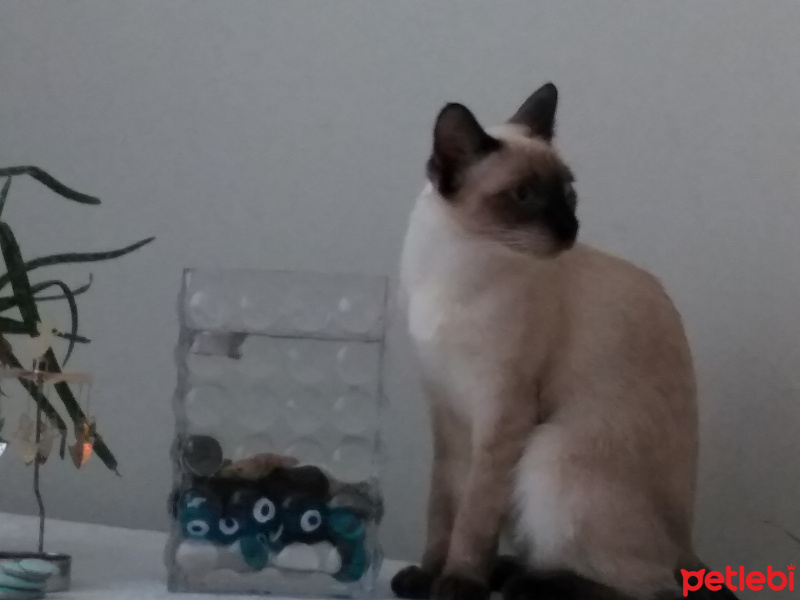 Tekir Kedi, Kedi  Tekila fotoğrafı