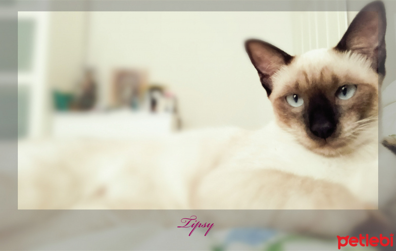 Tekir Kedi, Kedi  Tekila fotoğrafı