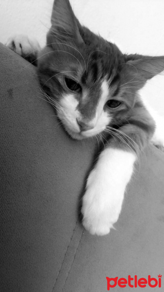 Tekir Kedi, Kedi  Karamel fotoğrafı