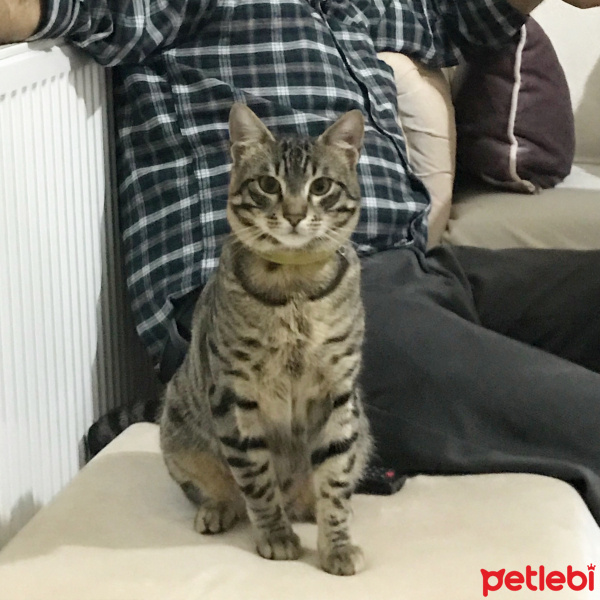 Tekir Kedi, Kedi  Charlie fotoğrafı