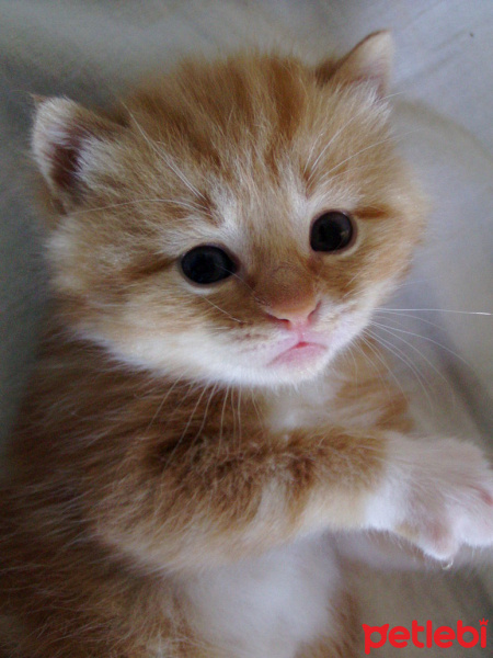 Sarman, Kedi  Leo fotoğrafı