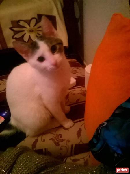 Tekir Kedi, Kedi  Psiko fotoğrafı