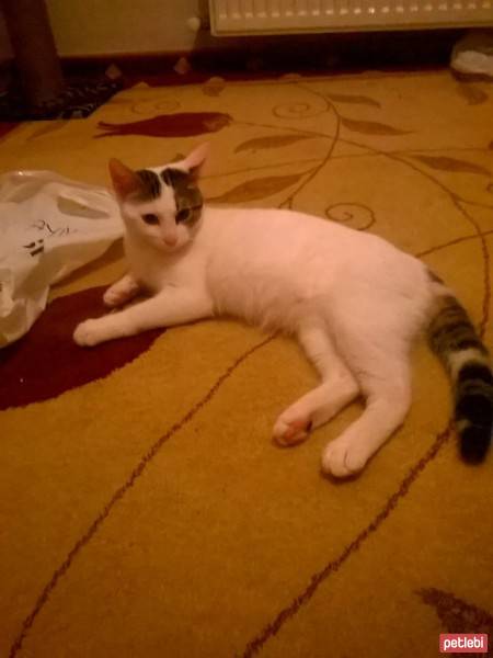 Tekir Kedi, Kedi  Psiko fotoğrafı