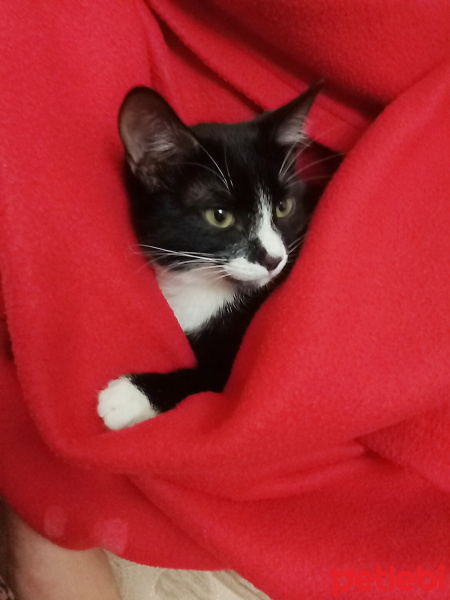 Tekir Kedi, Kedi  Minik fotoğrafı