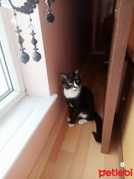 Tekir Kedi, Kedi  Minik fotoğrafı