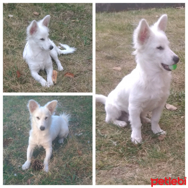 Maltese, Köpek  Herkül fotoğrafı