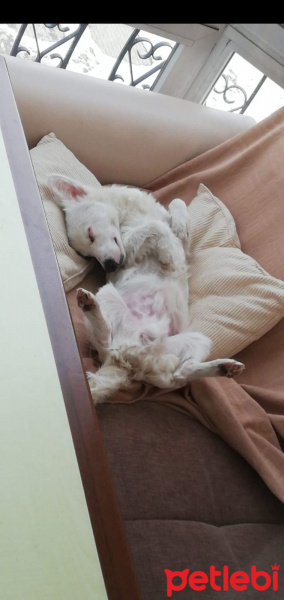 Maltese, Köpek  Herkül fotoğrafı