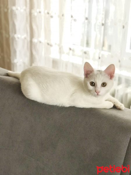 Tekir Kedi, Kedi  Love fotoğrafı