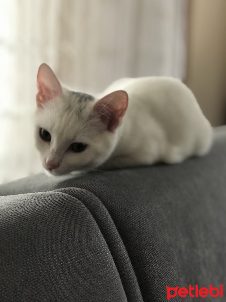 Tekir Kedi, Kedi  Love fotoğrafı